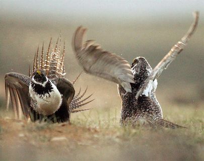 Sage grouse making tiny comeback on prairies