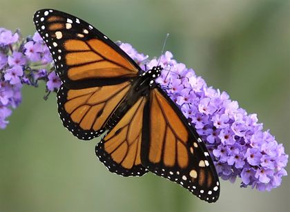 Eastern monarch butterflies could face extinction within 20 years: study