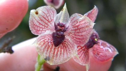 'Demon Orchid' Has a 'Devil Head' and Claw-Like Petals