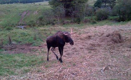 N.S. wildlife officers looking for poachers of endangered mainland moose