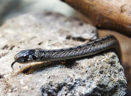 Biologists work to save Quebec’s ‘most urban’ snake as construction booms 