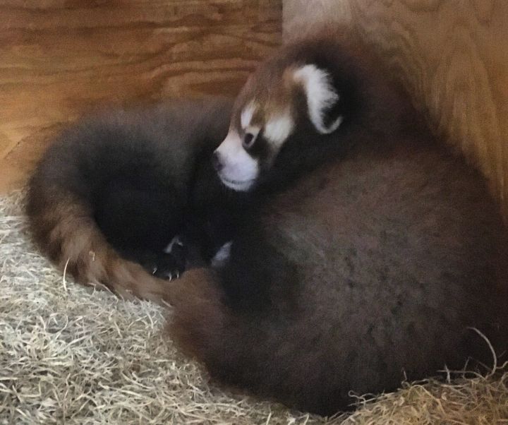 Edmonton Valley Zoo Needs Help Naming Baby Red Panda Twins To The 