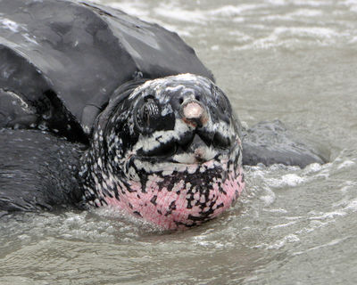 Rescued Leatherback Turtle Released Today in South Carolina