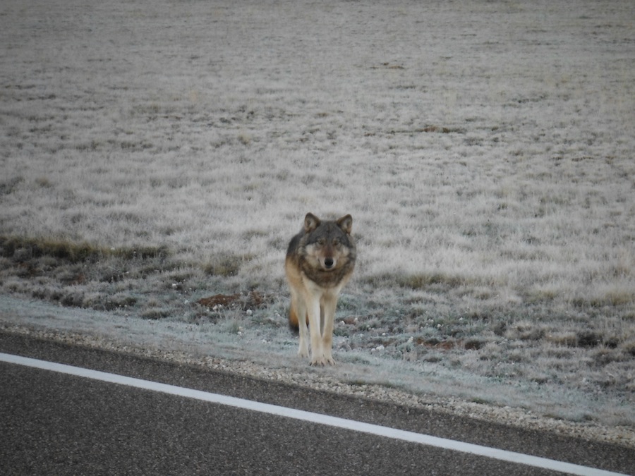 Grand Canyon Gray Wolf May Have Been Shot in Utah