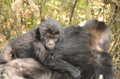 World's Largest Gorilla Species at Risk of Extinction
