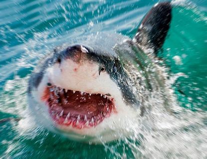 Shark Attacks at a Record High in 2015