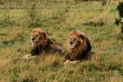 Lions Gain New Endangered Species Protections