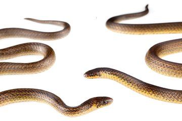 Rare 'Snakes from Hell' Lurk Near Petrochemical Plant in Ecuador