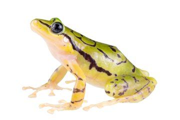 New Striped Rain-Frog Species Discovered in Ecuador’s Cloud Forests