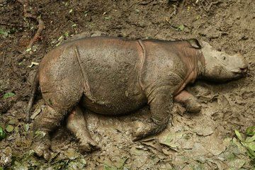 One of Malaysia's Last Sumatran Rhinos Dies