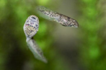 'Scrotum Frog' Tadpoles Hatch For 1st Time in North America