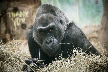 Goodnight, Colo! Oldest Gorilla in the US Dies in Sleep