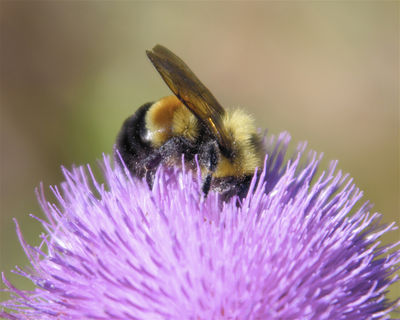 Rusty Patched Bumblebee Declared Endangered