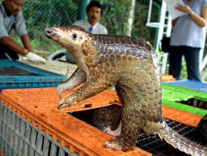 Meet the pangolin, a prehistoric creature being hunted into extinction