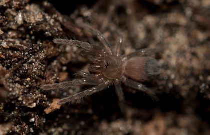 200 Rare Tarantulas Hatched in Captivity for First Time