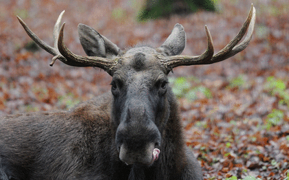 Moose sex project scores more land in Nova Scotia, New Brunswick