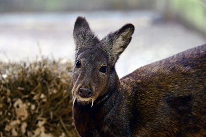 Deer with 'Vampire Fangs' Spotted for 1st Time in Decades