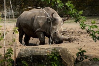 Northern White Rhino Dies, Leaving Only 4 Left on Earth