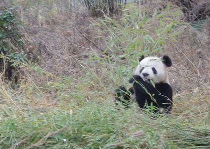 Pandas' Latest Threat: Horses? 