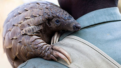 Global wildlife meeting approves ban on trade of pangolins