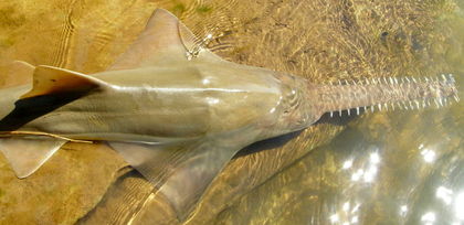 Australian Endangered Species: Largetooth Sawfish