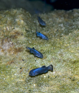 Endangered Pupfish Could Vanish in 30 Years, Egg by Egg