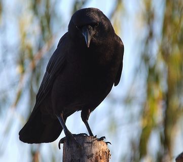 Go West, Young Raven: Clever Birds Use Power Lines to Spread to New Territory