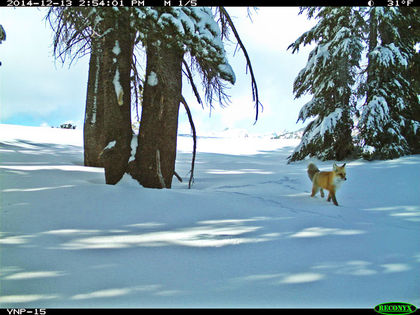 Rare Red Fox Reappears in Yosemite Park