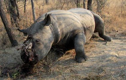 2013 Was Record Year for Rhino Poaching in South Africa