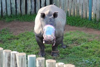 Rhino horn sold in Vancouver highlights loophole in law