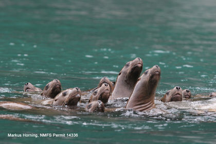 Autopsies from Space: Who Killed the Sea Lions?