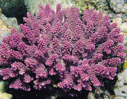 20 Corals Added to Endangered Species List