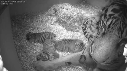 London Zoo announces birth of Sumatran tiger cub triplets