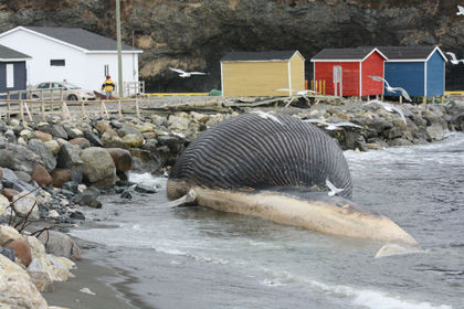 Dead blue whales washing ashore in western Newfoundland