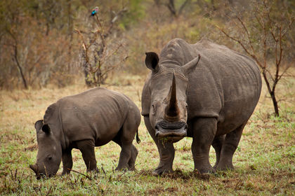 Poachers Force Massive Rhino Evacuation