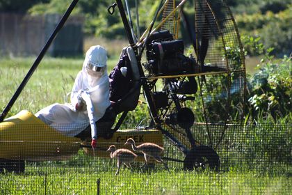 Birds of a Feather: Whooping Cranes Need Parents More Like Them