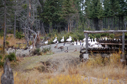 Des oies blanches et des bernaches du Canada déambulent près d'un banc de parc.
