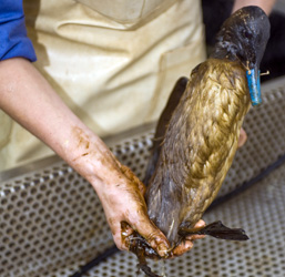 A duck covered with oil is getting cleaned by a volunteer. 