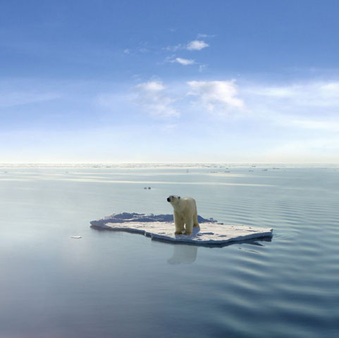 A Polar Bear floats on ice in the middle of the ocean. 