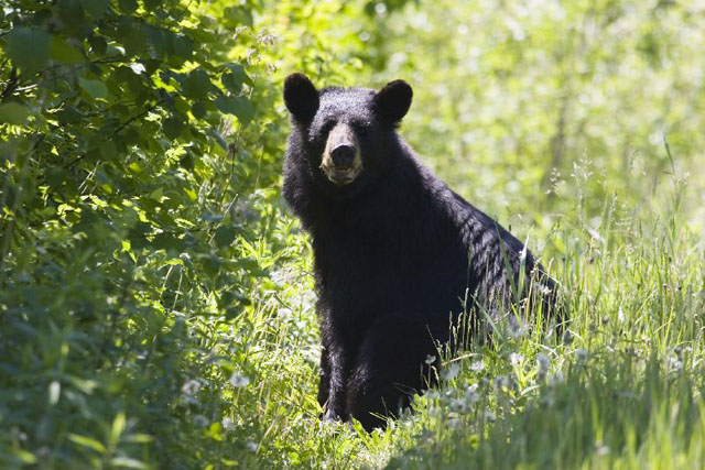 A Black Bear sitting side view in the vegetation faces the camera. 