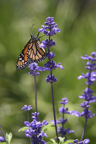 Papillon monarque vu de profil, posé sur des fleurs en grapes mauves.