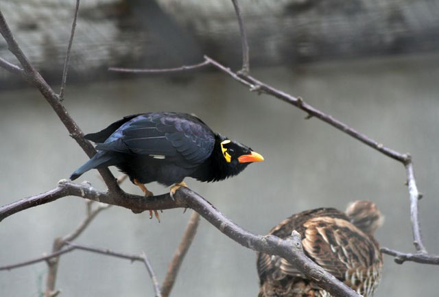 A side view of a Hill Myna sitting on a tree branch. 