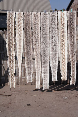 Eight snake skins hang on a line to dry.  