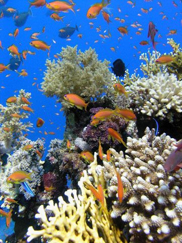 Vue sous-marine d'un récif coralien: une multitude de poissons tropicaux et de coraux.