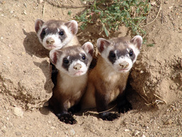 Three Black-footed Ferrets take a peak out of the same den, staring at the camera. 