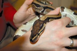 A Ball Python held in a woman's hands.