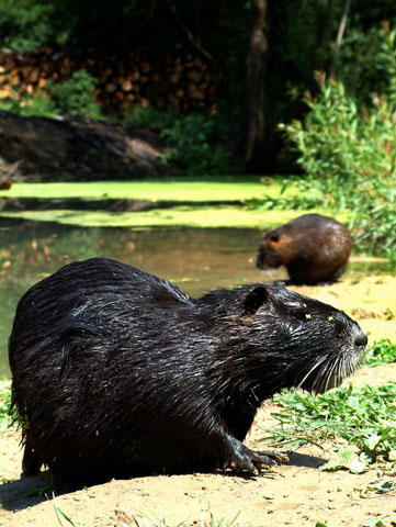 Two Nutria, side view, rest on a stream shore.  