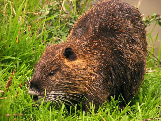The side view of a Nutria chewing grass. 