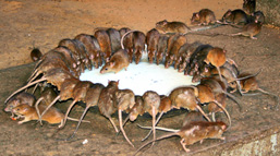 Twenty rats drink around a large dish containing a whitish liquid. 