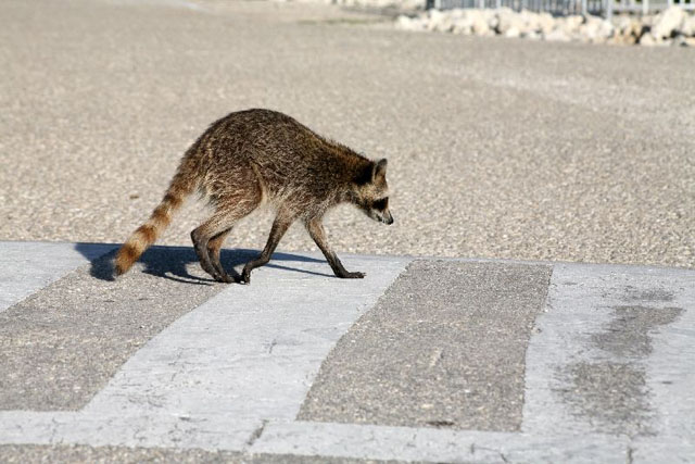 A side view of a Raccoon crossing a road.